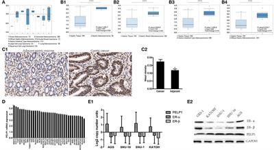 PELP1 Suppression Inhibits Gastric Cancer Through Downregulation of c-Src-PI3K-ERK Pathway